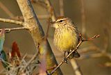 Palm Warbler